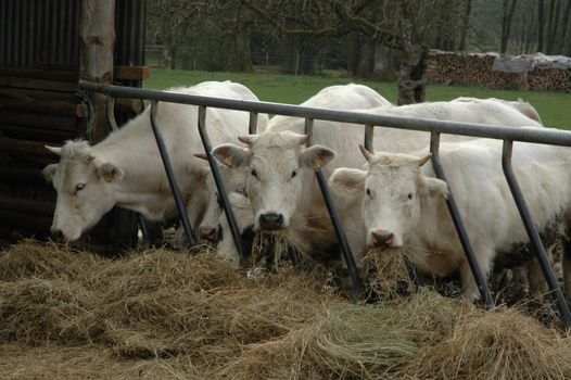 Erreurs à Éviter en Alimentation Animale : Guide Entreprise
