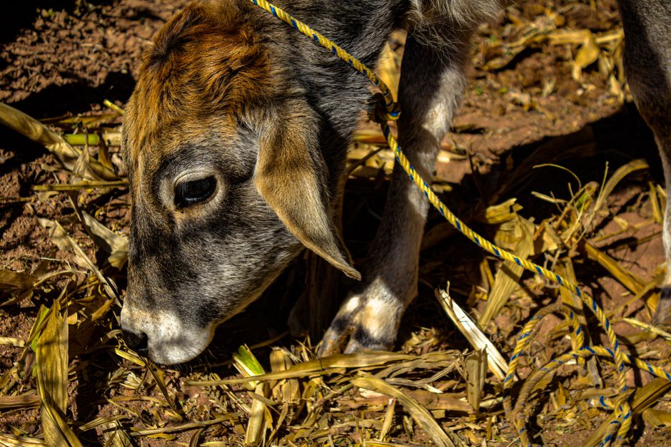 Introduction : Pourquoi l'alimentation animale est un enjeu stratégique pour votre entreprise