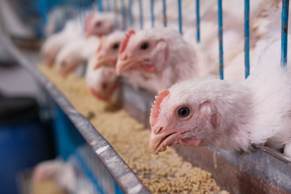Quelles sont les tendances actuelles en matière d'alimentation animale ?