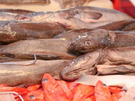 Marketing Digital Alimentation Animale : Stratégies Efficaces