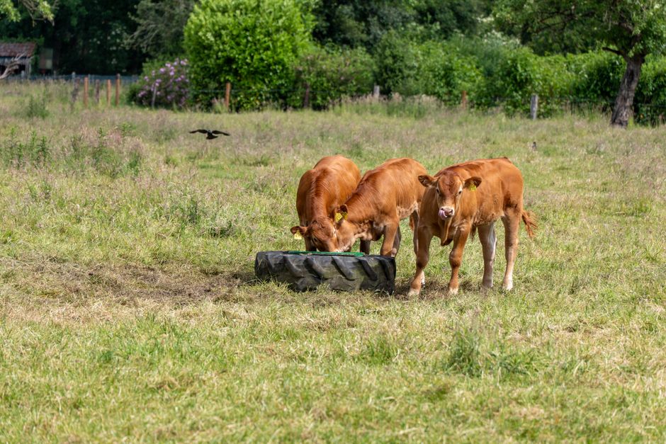 Introduction : Pourquoi adopter un logiciel de gestion pour l'alimentation animale en 2025 ?