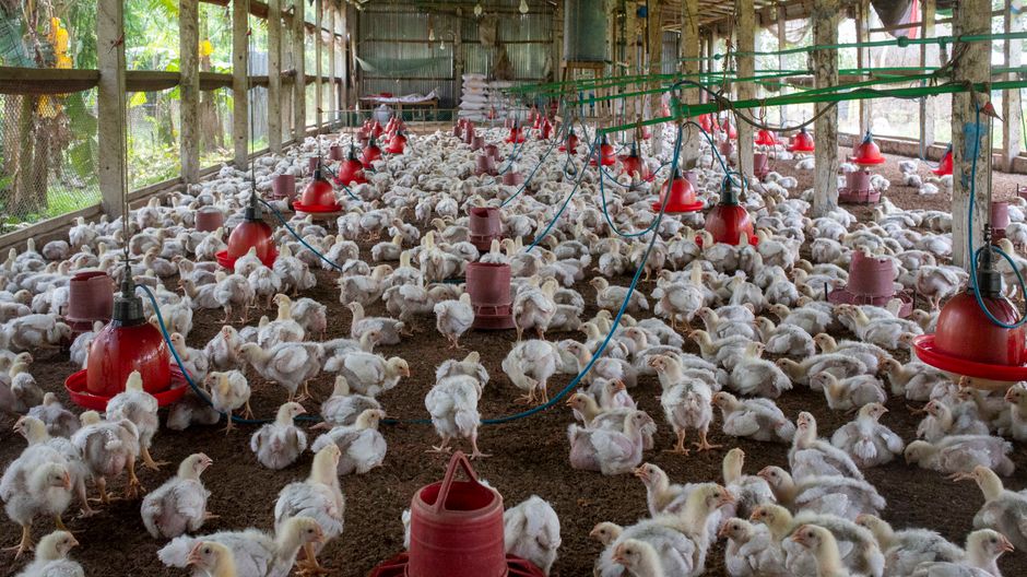 Introduction : Pourquoi Proposer des Services B2B en Alimentation Animale ?