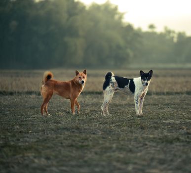 Choisir un Distributeur en Alimentation Animale : Conseils