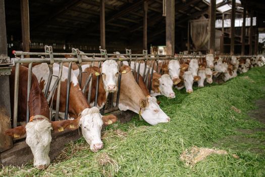 Solutions Nutrition Animale : Comparaison pour Entreprises