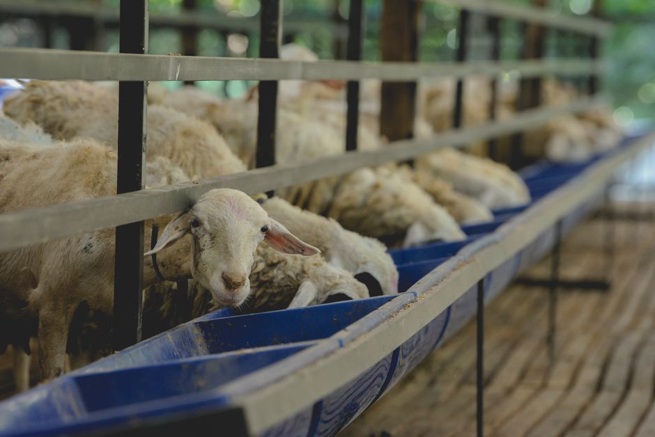 Analyse Globale du Marché