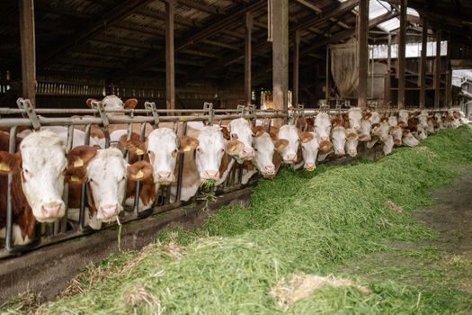 Certifications Qualité Alimentation Animale : Guide pour Entreprises