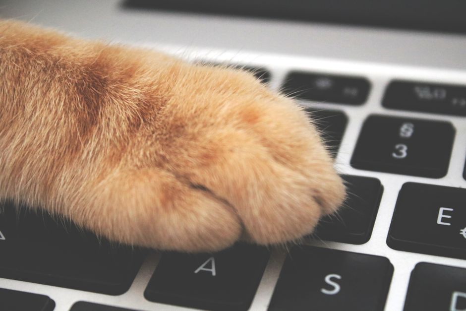 Introduction : La Révolution Numérique au Service des Animaux