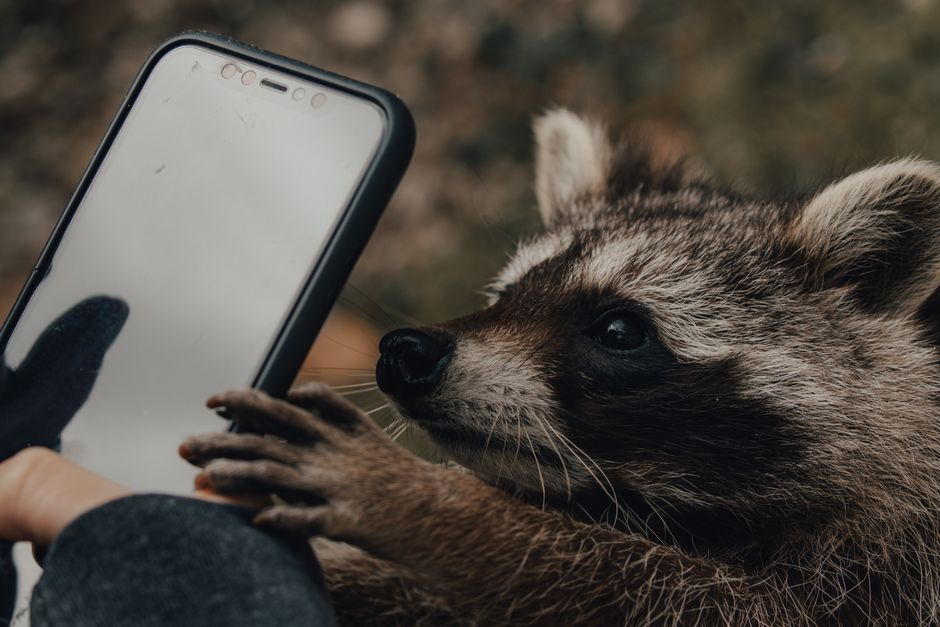 2. Objets Connectés et Bien-Être Animal