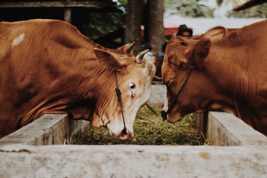 Introduction : L'importance des partenariats en alimentation animale