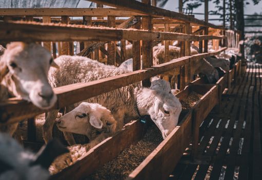 Durabilité en Alimentation Animale : Stratégies pour Entreprises