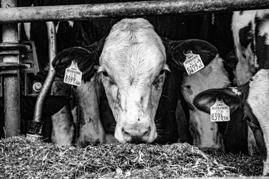 Actualités Entreprise Alimentation Animale - Nouvelles