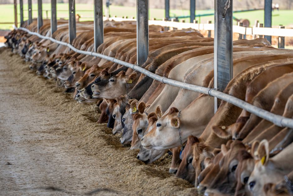 1. Les nouvelles tendances en matière d'alimentation animale durable
