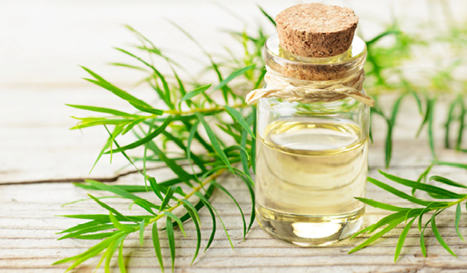 Aceite Esencial de Árbol de Té Puro Orgánico al por Mayor para Difusor, Cuidado de Piel y Cabello