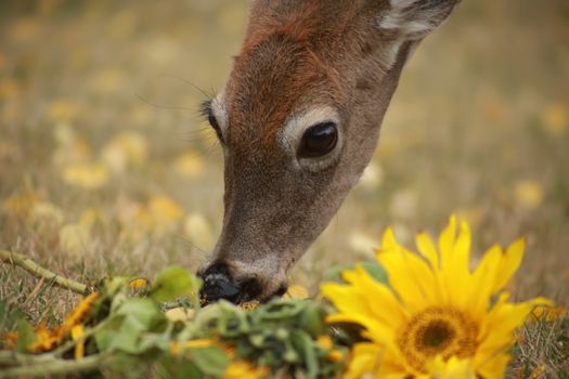 Aceite de Girasol Alto Oleico: Beneficios y Usos