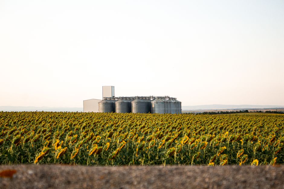 Introducción al Aceite de Girasol Alto Oleico