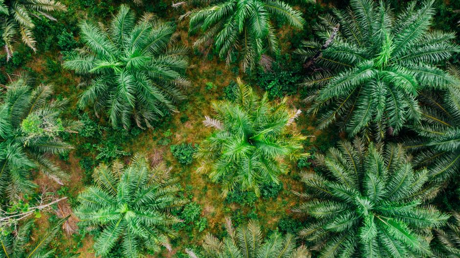 ¿Qué es la RSPO y por qué es importante?