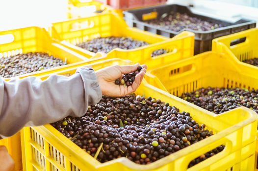 Certificaciones en Aceites Orgánicos: Garantía de Calidad