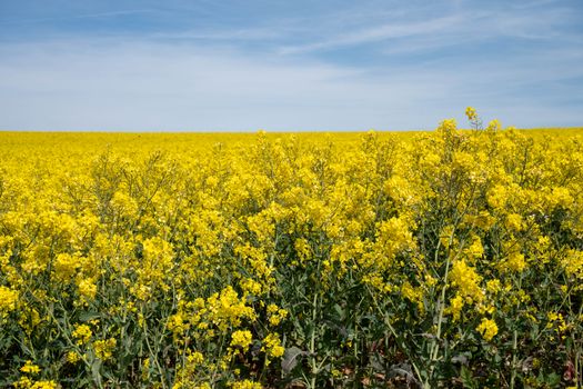 Aceite de Girasol vs Canola: ¿Cuál es Mejor?