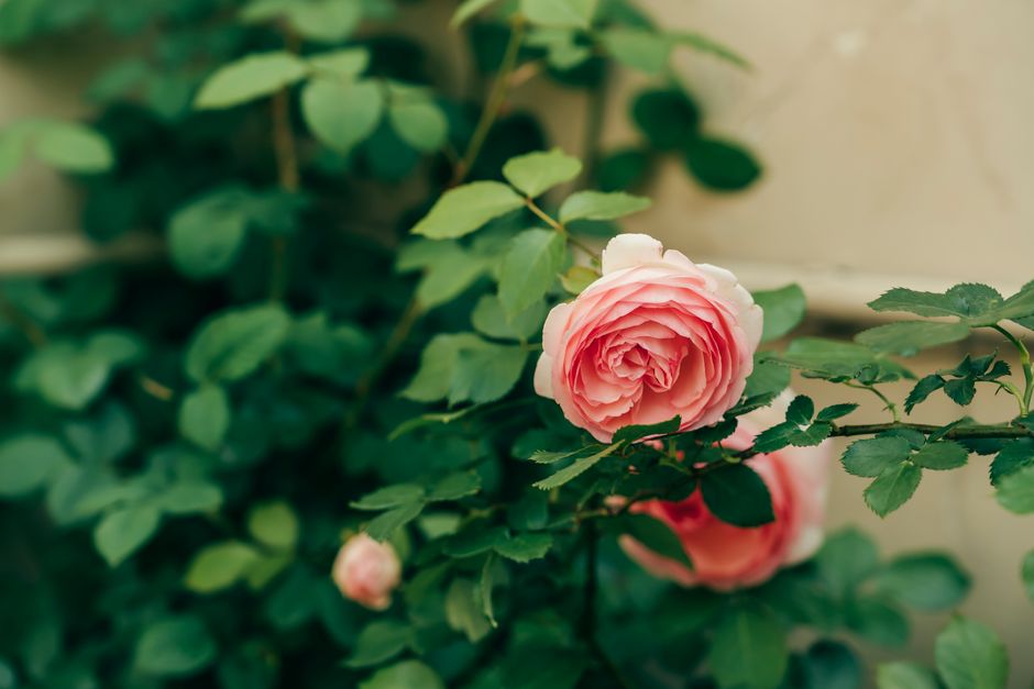 各ブランドの詳細解説