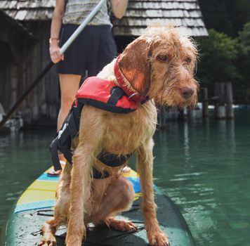 Best Life Jackets for Dogs: Safe Water Gear