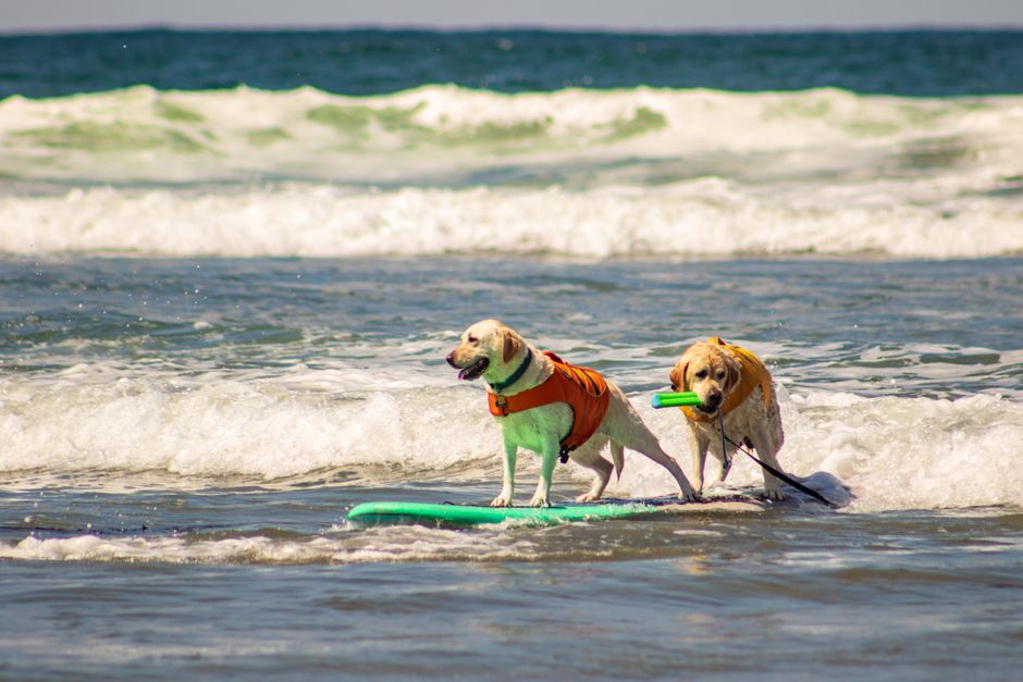 Best Life Jackets for Dogs: Keep Your Pup Safe on Water