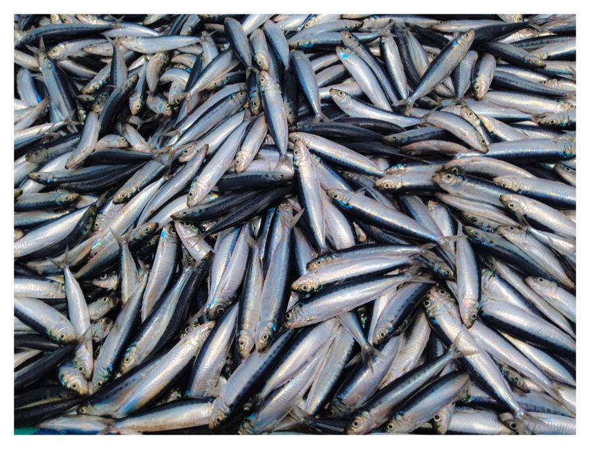 3. Fish Finder Firmware Brings Better Target ID and Mapping