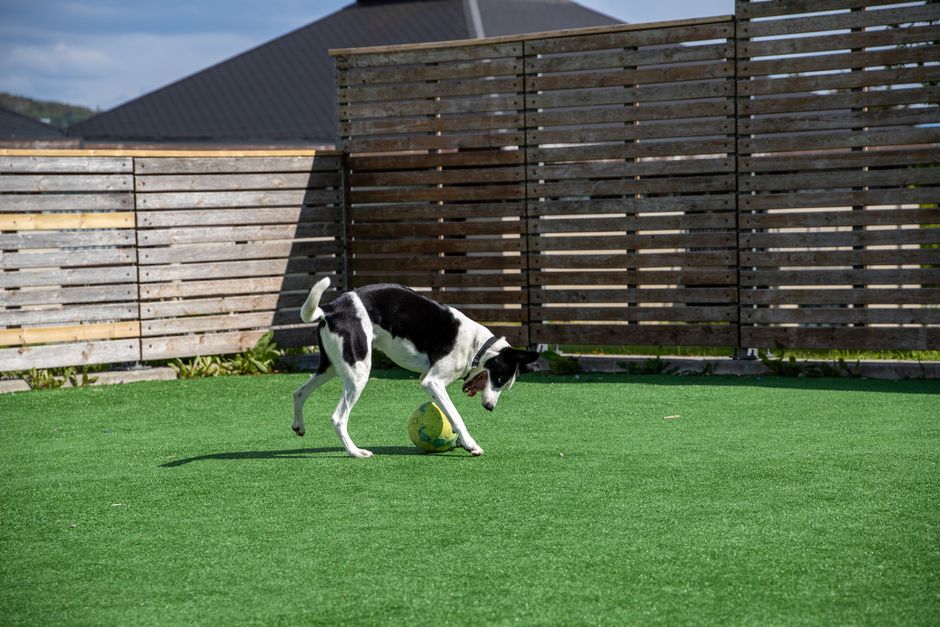 What Makes Artificial Turf Dog-Friendly?
