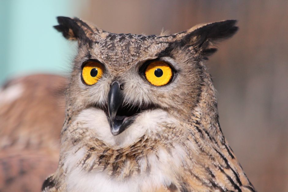 1. Hoot Owl Hoot! — Best Cooperative Starter Game