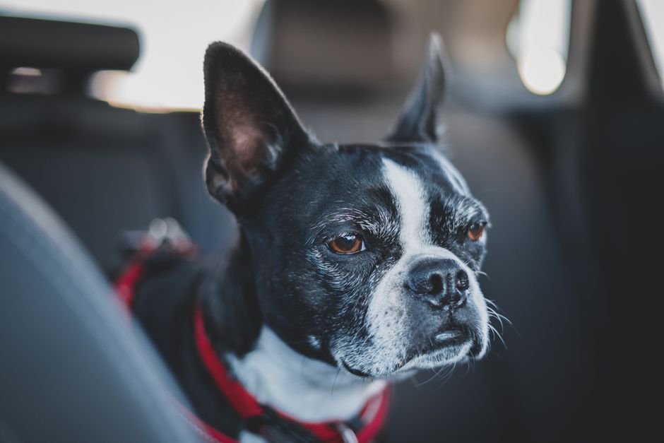 Understanding Pet Dander: The Invisible Intruder