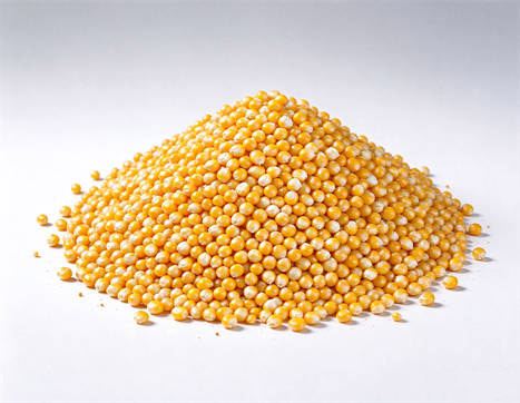 Seeds & Planting Material