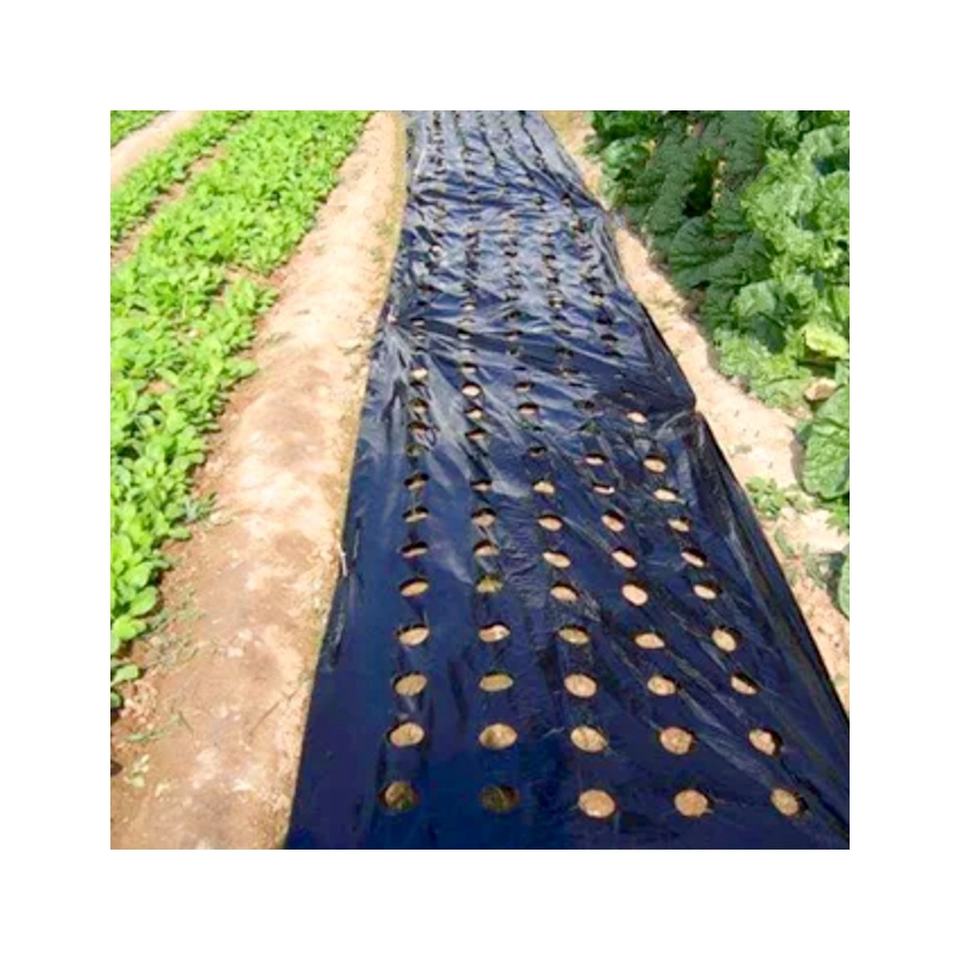 LDPE Agricultural Mulch Film - Transparent/Black, 4.2m Width