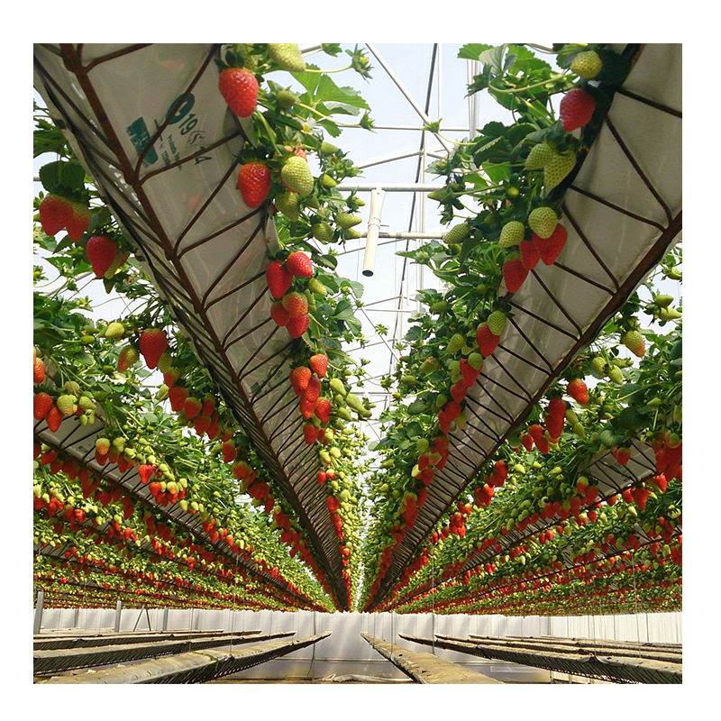 Smart Polycarbonate Greenhouse Kit with Hydroponics System for Tomatoes, Lettuce, Strawberries