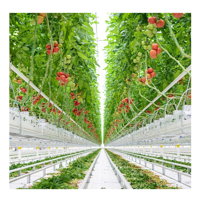 Sinok Glass Greenhouse Hydroponic System for Tomato, Lettuce, Strawberry & Flowers