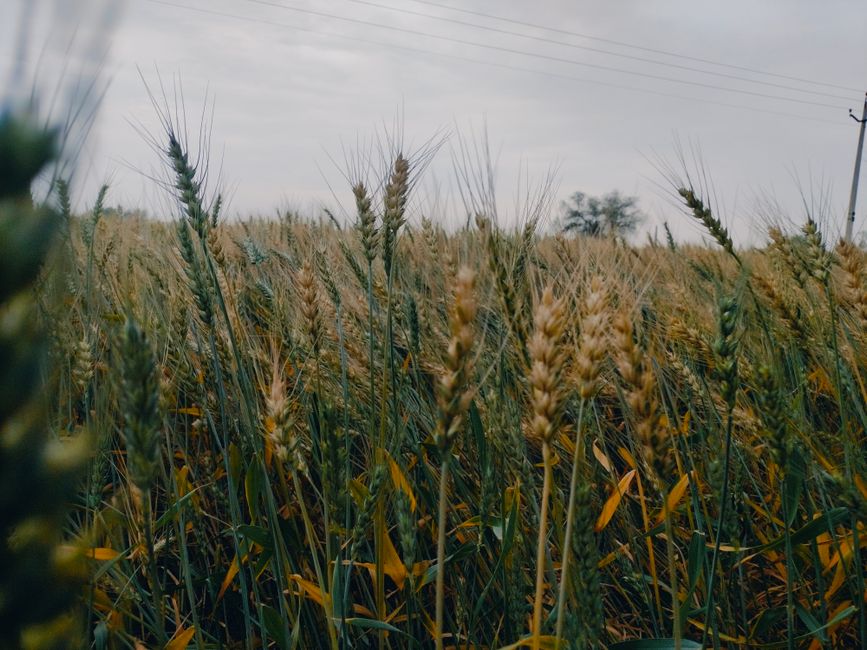 Introduction: Why the Crop Input Market Matters in 2025