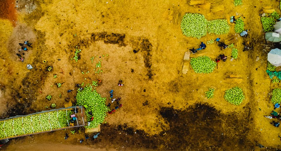 Global Agricultural Input Trade: Market Dynamics and 2025 Outlook