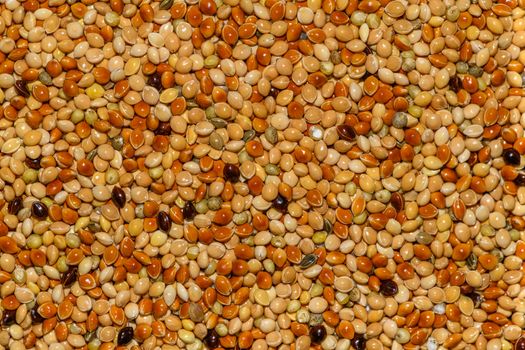 New Hybrid Seed Varieties: Latest News for Growers