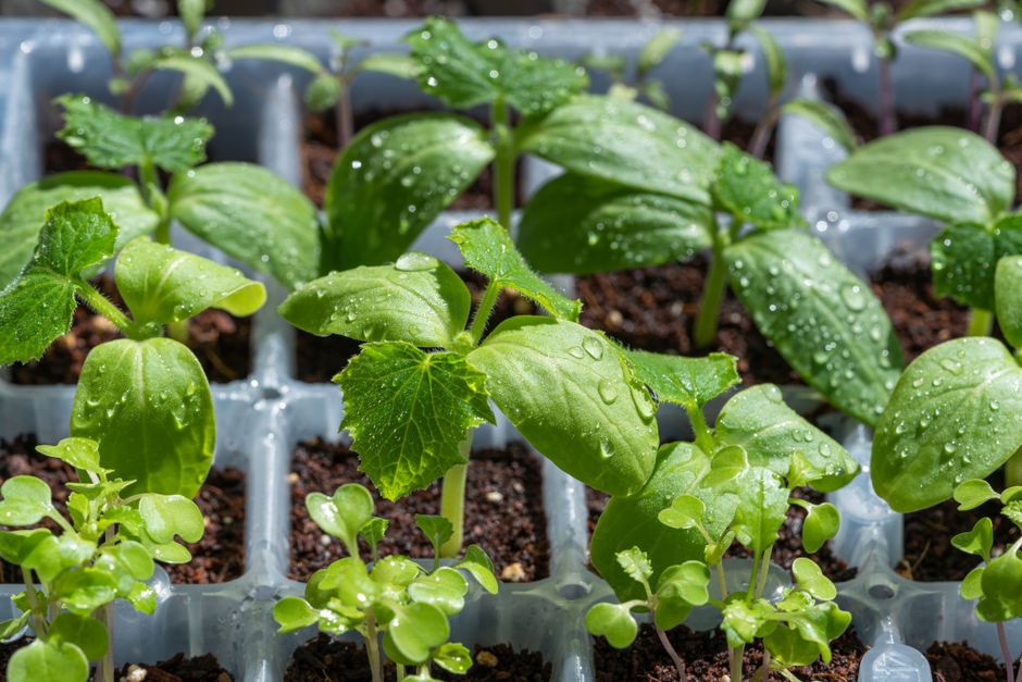 New Hybrid Seed Varieties: Latest News for Growers