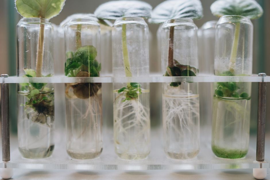 Why Hybrid Seed Innovation Is Accelerating