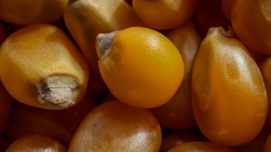 Key Trait Categories in the Newest Hybrids