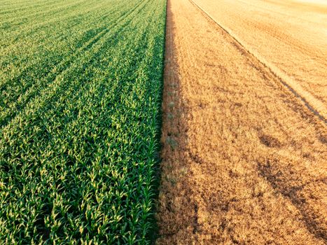 Agricultural Input Tariffs: Latest News & Farmer Impact