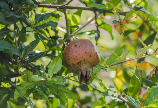 Biologicals in Agriculture: News & Innovations