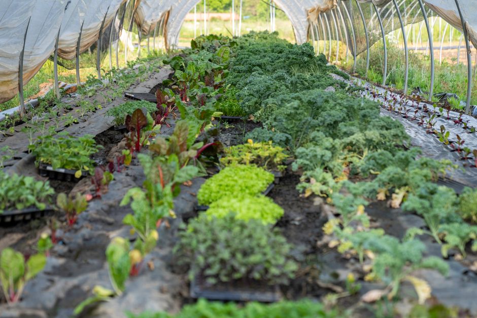 Why Sustainable Agricultural Inputs Are Reshaping Modern Farming