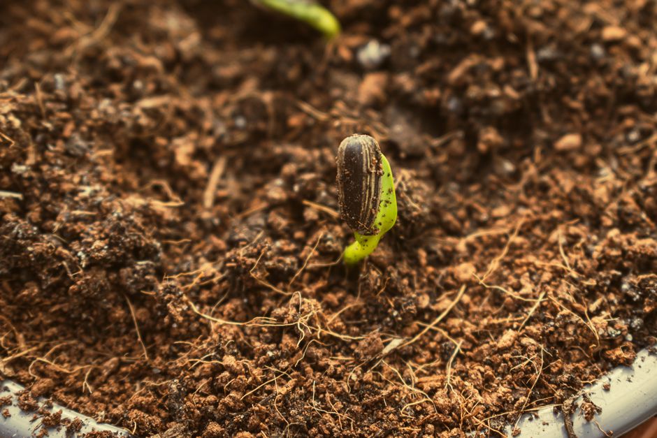 Latest Seed Company Merger News