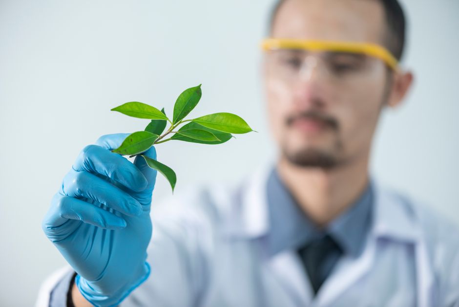 Innovation Spotlight: Breakthrough Plant-Based Additives
